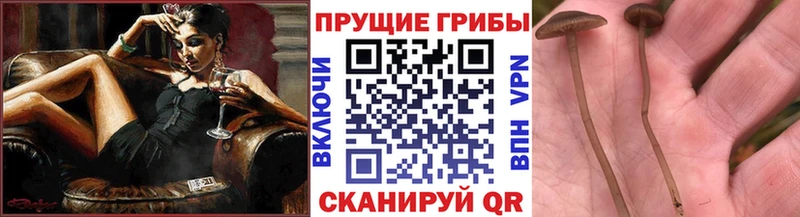 Галлюциногенные грибы ЛСД блэк спрут маркетплейс Заречный